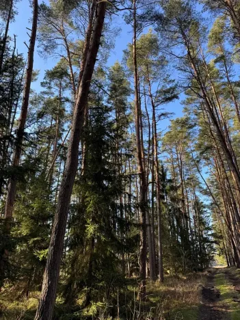 Prodej lesa, Slabčice, 4317 m2