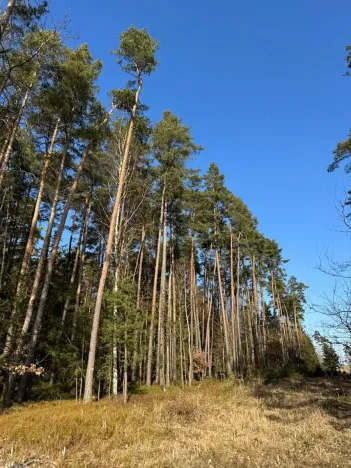 Prodej lesa, Slabčice, 4317 m2