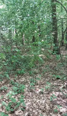 Prodej lesa, Těrlicko, 565 m2