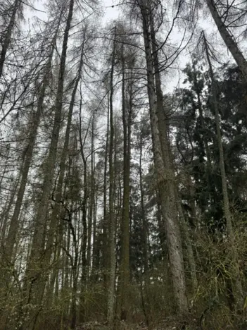 Prodej podílu lesa, Frymburk, 7982 m2