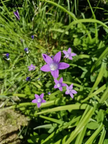 Prodej chaty, Vlkančice, 50 m2
