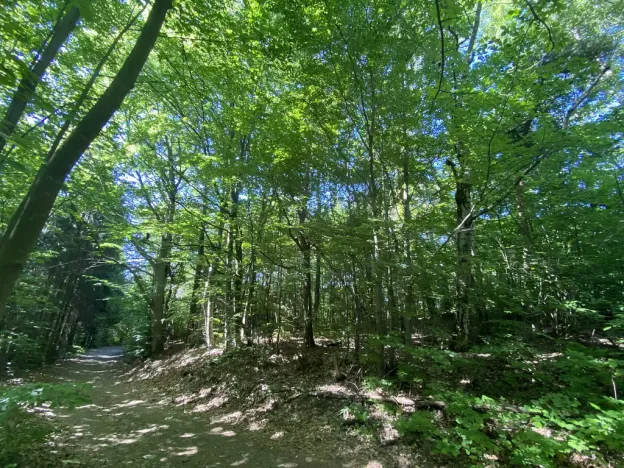 Prodej lesa, Svébohov, 239 m2