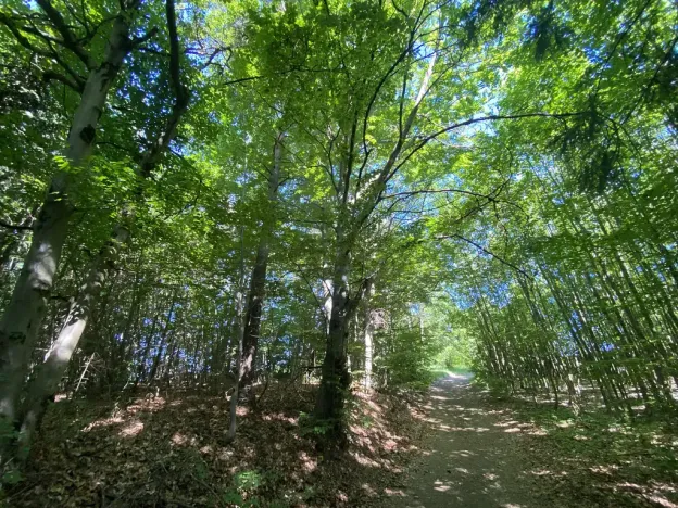 Prodej lesa, Svébohov, 239 m2