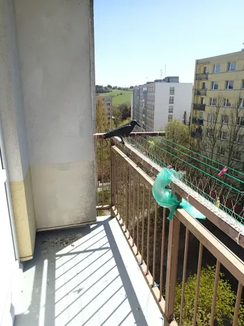 Pronájem bytu 3+1, Hlinsko, Družstevní, 62 m2