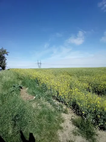 Dražba pole, Přišimasy, 11854 m2