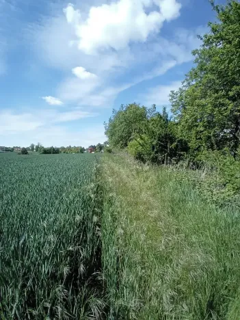 Dražba pole, Přišimasy, 11854 m2