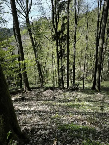 Prodej lesa, Dobřany, 12043 m2