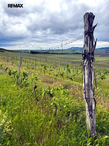 Prodej sadu/vinice, Novosedly, 5537 m2