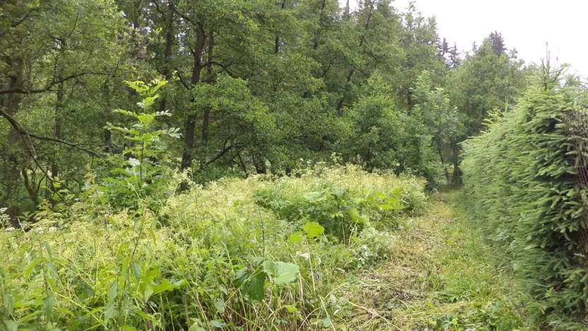 Prodej pozemku, Teplice nad Metují - Horní Teplice, 18922 m2