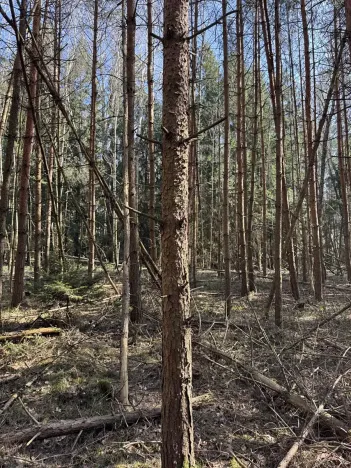 Prodej lesa, Vlastiboř, 3491 m2