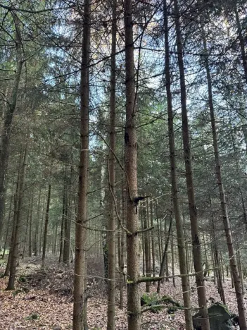 Prodej lesa, Poleň, 7982 m2