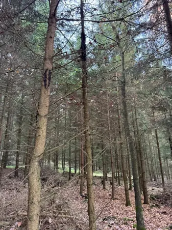 Prodej lesa, Poleň, 7982 m2