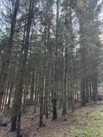 Prodej lesa, Poleň, 7982 m2
