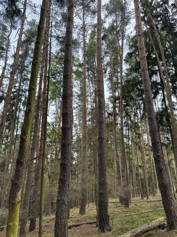 Prodej lesa, Chrášťany, 2788 m2