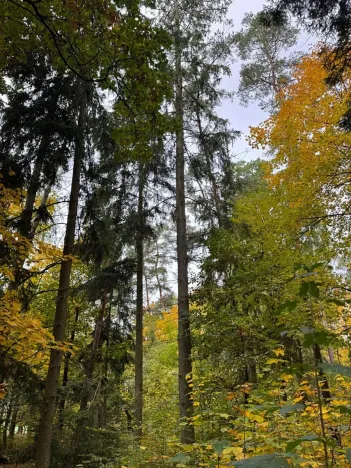 Prodej lesa, Chrášťany, 2788 m2