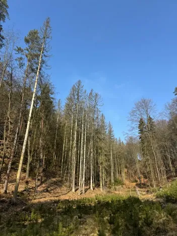 Prodej podílu lesa, Nosálov, 9083 m2