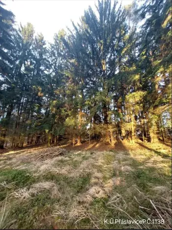 Prodej lesa, Přáslavice, 2463 m2