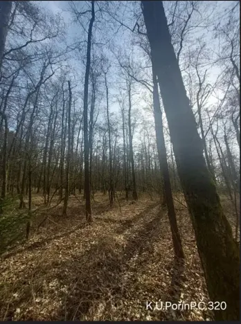 Prodej lesa, Dolní Hořice, 4311 m2