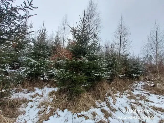 Prodej lesa, Kámen, 3212 m2