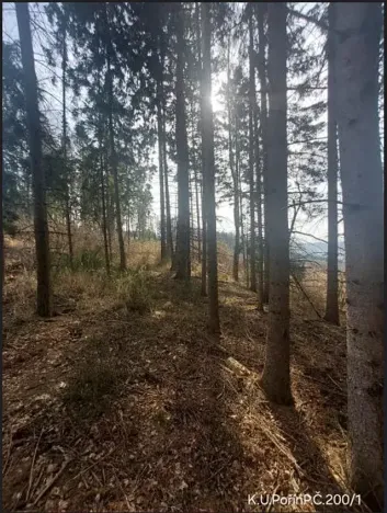 Prodej lesa, Dolní Hořice, 8003 m2