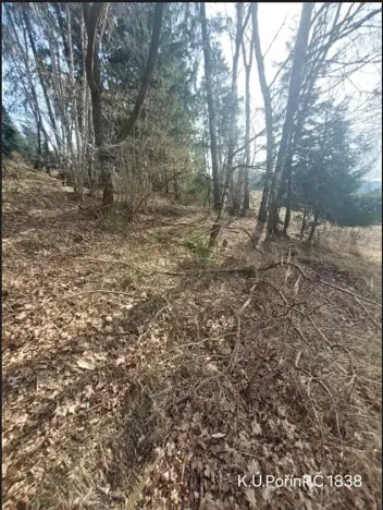Prodej lesa, Dolní Hořice, 8003 m2