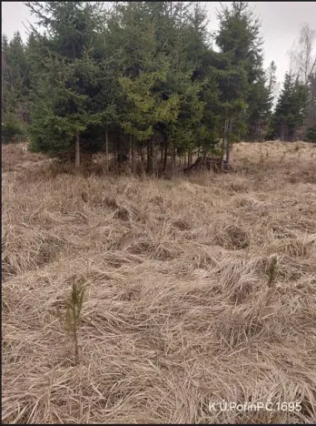 Prodej lesa, Dolní Hořice, 6269 m2