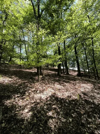 Prodej lesa, Lesnice, 1410 m2