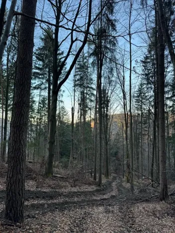 Prodej lesa, Zděchov, 5729 m2