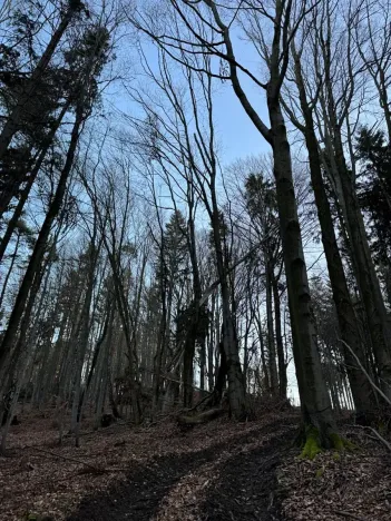 Prodej lesa, Zděchov, 5729 m2