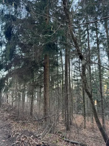 Prodej lesa, Zděchov, 5729 m2