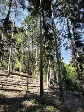 Prodej lesa, Nemile, 3224 m2