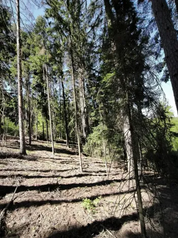 Prodej lesa, Nemile, 3224 m2