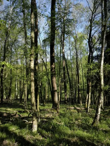 Prodej lesa, Řepín, 5226 m2