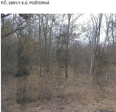 Prodej lesa, Břeclav, 5954 m2