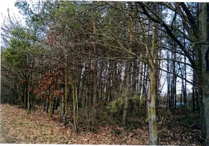 Prodej lesa, Vyšehněvice, 3530 m2