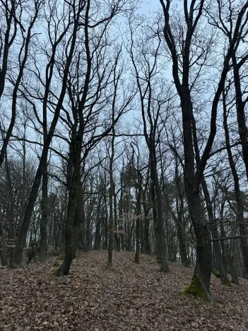 Prodej lesa, Chyňava, 54992 m2