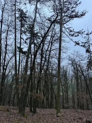 Prodej lesa, Chyňava, 54992 m2