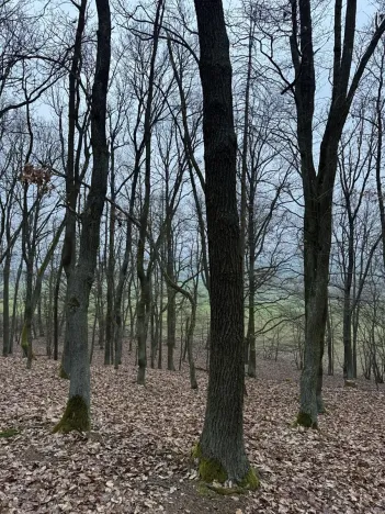Prodej lesa, Chyňava, 54992 m2