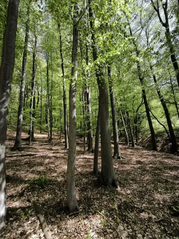Prodej podílu lesa, Lhotsko, 3236 m2
