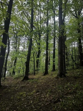 Prodej lesa, Bernartice, 23360 m2