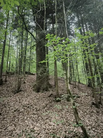 Prodej lesa, Liberec, 10902 m2