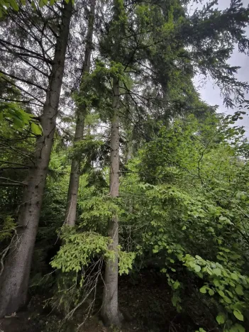 Prodej lesa, Zábřeh, 4422 m2