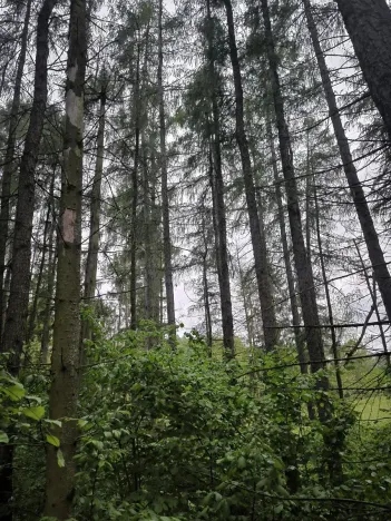 Prodej lesa, Zábřeh, 4422 m2