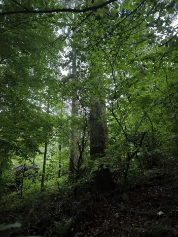 Prodej lesa, Zábřeh, 4422 m2