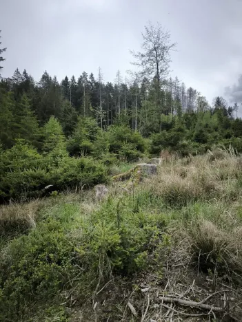 Prodej podílu lesa, Kamberk, 1844 m2