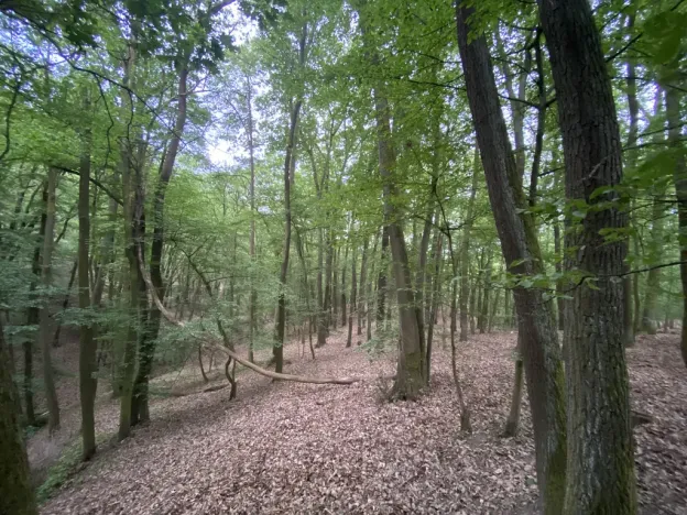 Prodej lesa, Vráž, 3233 m2