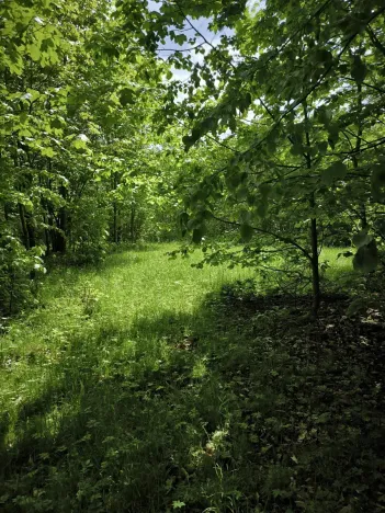 Prodej lesa, Nový Hrozenkov, 21241 m2