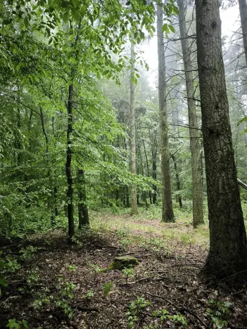 Prodej podílu lesa, Pustiměř, 1292 m2