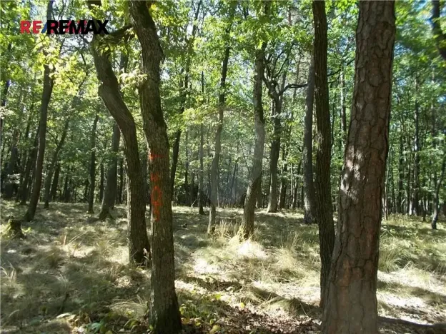 Prodej podílu lesa, Vážany, 38449 m2