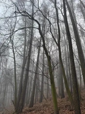 Prodej podílu lesa, Dolany, 2292 m2